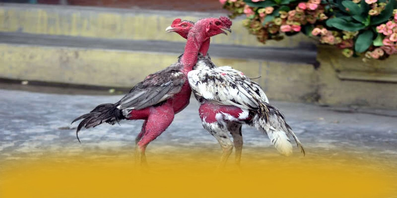 Dịch vụ tư vấn viên tại [THUONG_HIEU]