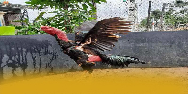 Cùng trải nghiệm FB88 - Cổng giải trí chất lượng tại Việt Nam